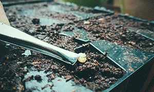 Frø paprika Mavras i rootmaster' Frø paprika Mavras i rootmaster